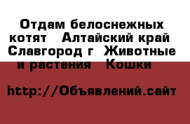 Отдам белоснежных котят - Алтайский край, Славгород г. Животные и растения » Кошки   